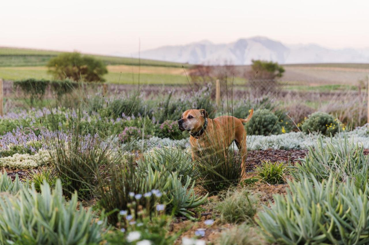 Vineyard Views Country House Riebeek-Kasteel Esterno foto